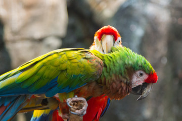 Pretty couple of multicolored parrots