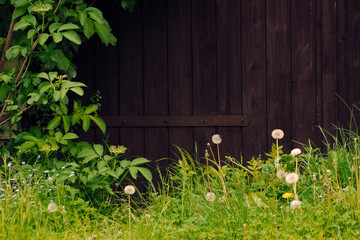 Naklejka na ściany i meble Holztor mit einer Umrahmung aus Wildkräutern und Frühlingsblumen und Gräsern