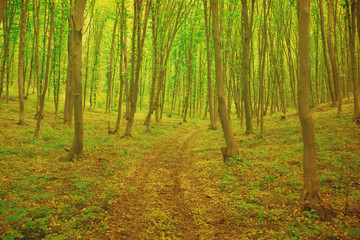 green forest