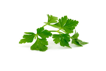 parsley isolated on white