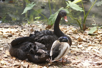 Fototapeta premium Swan is the queen in the river