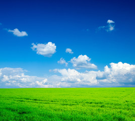 Obraz premium field