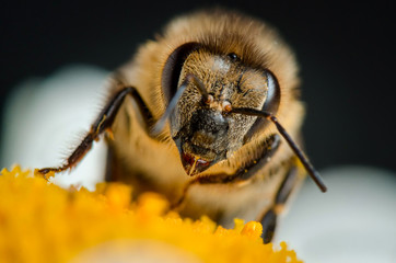 Portrait of bee. Russian nature