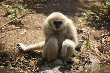 The animal same monkeys.