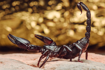 The scorpion. Side view. Russian nature