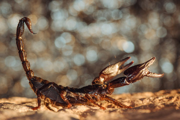 Scorpion protected. Side view. Russian nature