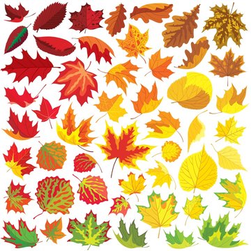 50 autumn leaves collection, vector illustration