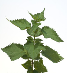 Brennnessel; Urtica, Dioica; Grosse