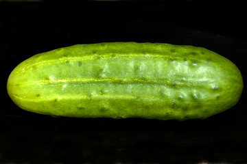 Gurken; Cumumis, sativus;