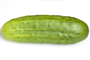Gurken; Cumumis, sativus;