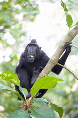 Crested black macacue, Macaca nigra, on the tree, Tangkoko National Park, Sulawesi, Indonesia