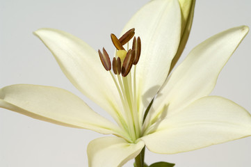 lilie  hybride  lilien © Ruckszio