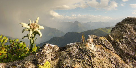 Alpenblume Edelweiss als Panorama - obrazy, fototapety, plakaty