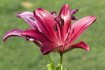 lilie; hybride; lilien