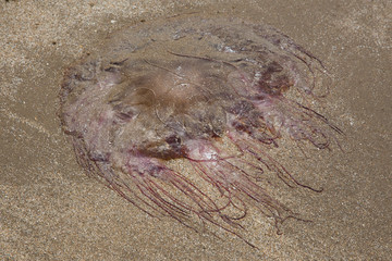 Jelly Fish, Red Wharf Bay, Anglesey, Wales, United Kingdom
