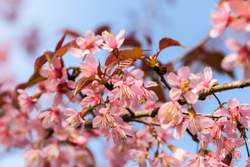 Wild Himalayan Cherry blossom