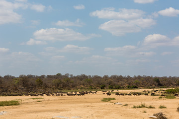 Fototapeta na wymiar Buffalo's crossing dry riverbed