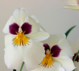 white orchid