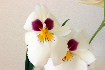 white orchid