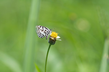 Butterfly sucking nectar from flowers.