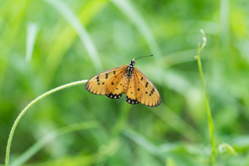 Butterfly sucking nectar from flowers.