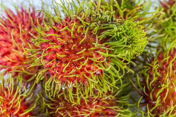 Naklejka na ściany i meble Closeup fresh Rambutan is a fruit with sweet red shell