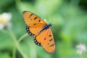 Fototapeta na wymiar Butterfly sucking nectar from flowers.