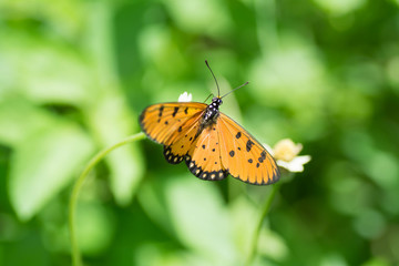 Butterfly sucking nectar from flowers.