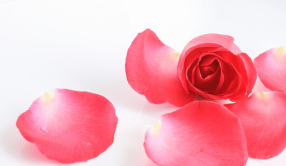 red rose with petal on white background (valentine concept)