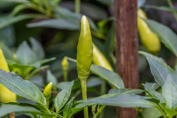 Fresh chili and pepper in vegetable garden