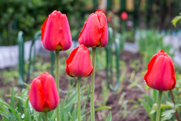 Obraz premium Red Tulips in the Garden
