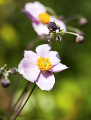 Obraz premium Japanese Anemone flower