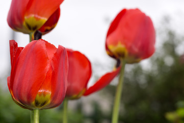 Fototapeta premium Red Tulips in the Garden