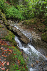 forest stream in the mountains