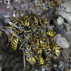 Wespe; Vespula; germanica; Wespen