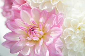 Букет георгины