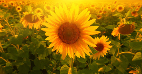 Fototapeta premium Sunflower