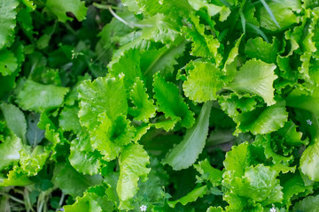 lettuce  in the garden