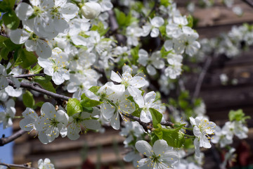 White Blossom in Spring