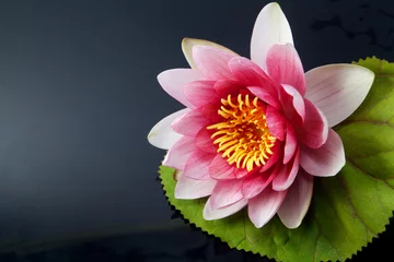 Afwasbaar Fotobehang Waterlelie water lily, lotus on black