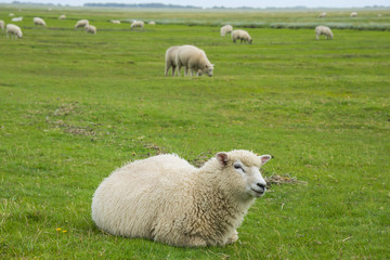 Obraz premium sheep on a meadow