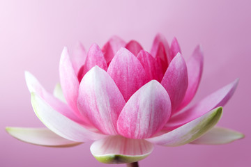 waterlelie, lotus op roze