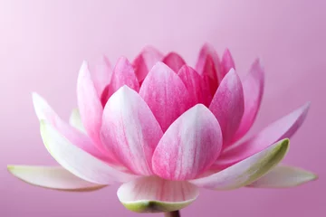Fotobehang Lotusbloem waterlelie, lotus op roze
