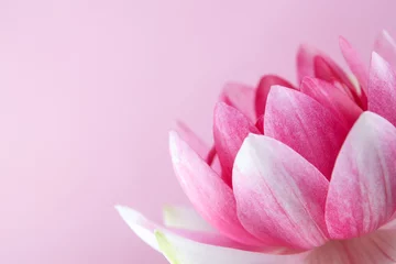Photo sur Plexiglas fleur de lotus nénuphar, lotus sur rose