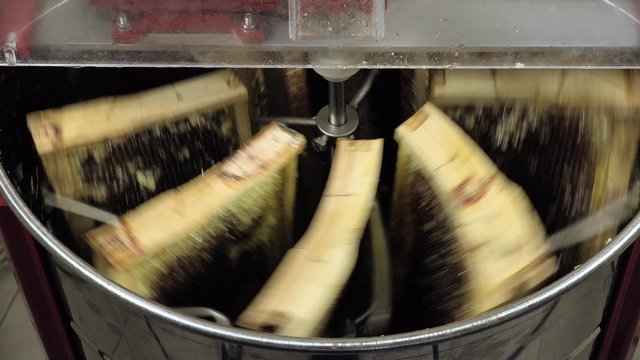 honey extraction/8 frames will be emptied of honey by centrifugal force
