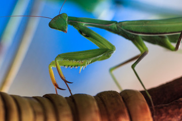 Green mantis religiosa close-up on a branch  bush.