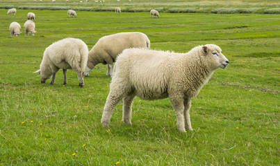 sheep on a meadow