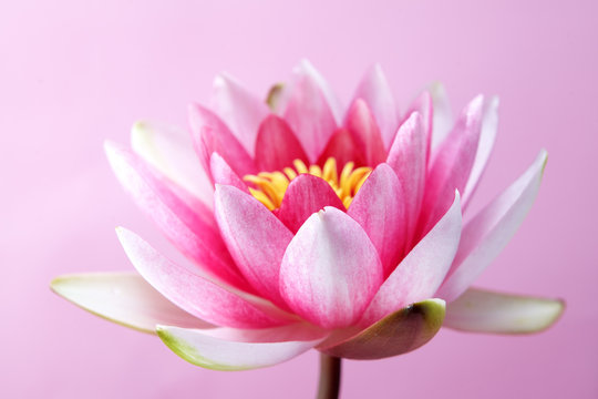 Fototapeta water lily, lotus on pink