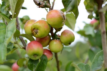 Juicy fresh apples growing in a garden 