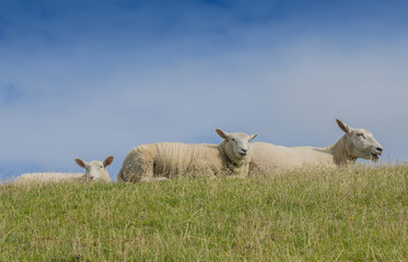Fototapeta premium sheep on a meadow